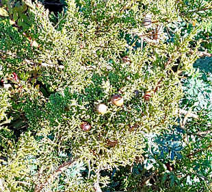 Seven Hanging Valleys Trail 