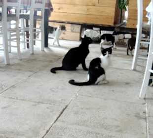 Stammgäste auf einer Tavernenterrasse