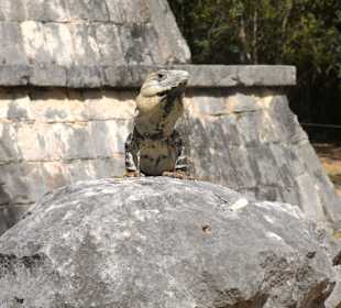 Ansichten eines Leguans