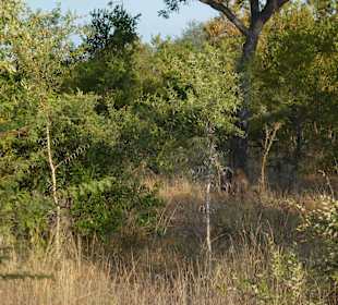 Krüger Nationalpark