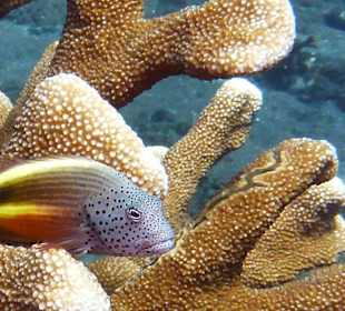 Schnorcheln Tejakula