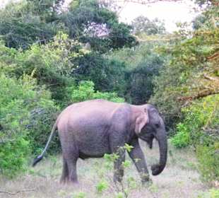 Yala Nationalpark 