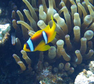 Nemo natürlich auch dabei