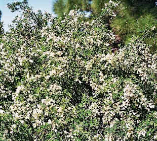Duftende Ginsterpflanzen begleiten uns