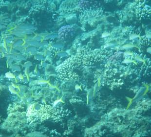 Hausriff Arabia Azur Resort