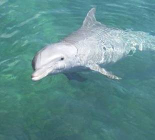 Delphin