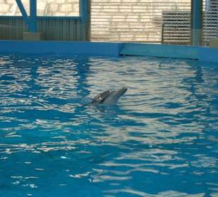 Ocean Park Hong Kong