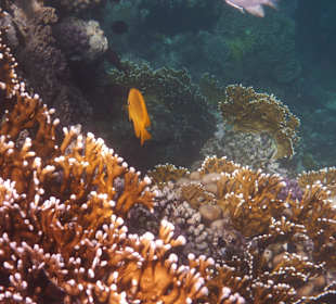 Korallenriff direkt am Steg