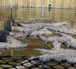 Alligatoren in Gatorland