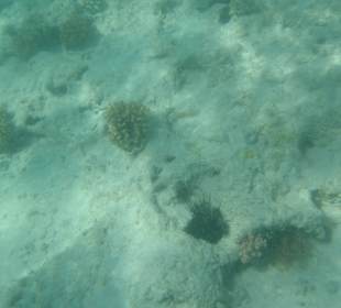 Unterwasserwelt Bootstour Utopia