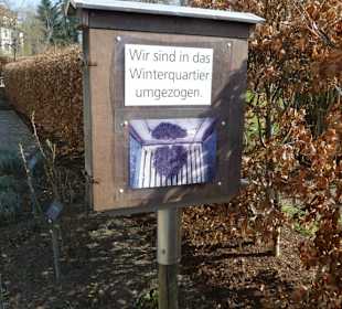 Die Bienen kommen wieder