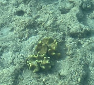 Schnorcheln Hurghada