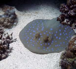 Diving Flamenco