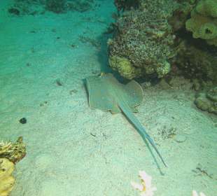 Tauchen bei der DC über Oototo Holiday Service gebucht