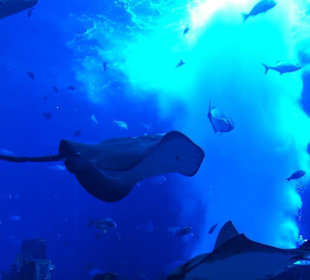 Aquarium im Atlantis