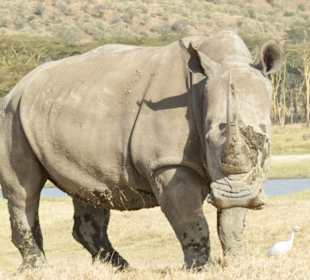 Breitmaul Nashorn in Nakuru National Park