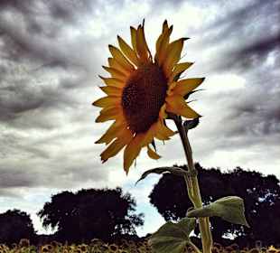 Fields  of sunflowers
