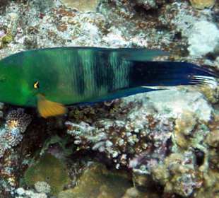 Schnorcheln im Happy Life Resort