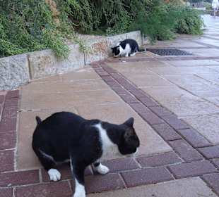Wilde sterilisierte Katzen in der Cala Gat Bucht