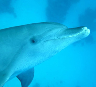 Delphine hautnah erleben