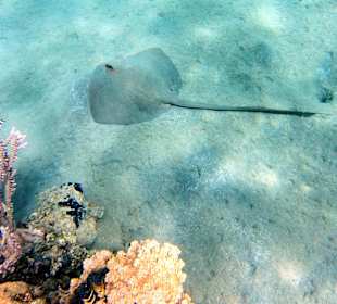 Federschwanz - Stech - Rochen