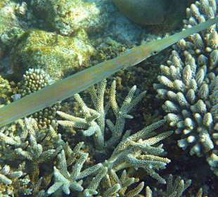 Flötenfisch (schnorchelnd)