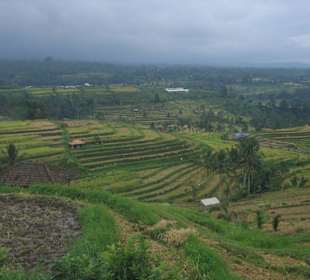 Reisfelder