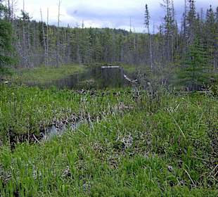 Algonquin Provincial Park