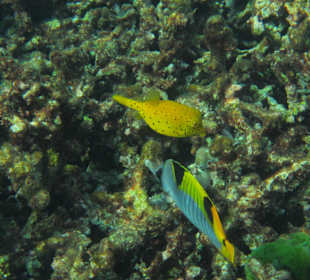 Andaman Snorkel Discovery