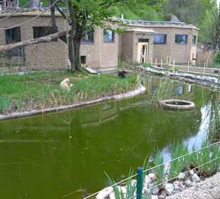 Eurasienbereich - Weißhandgibbon