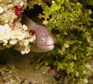weiße Muräne am Hausriff Hotel Carnelia Beach Resort