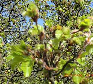 Frühlingserwachen der Bäume