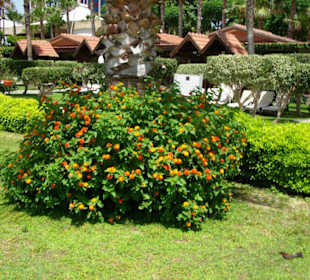 Die Bungalows vom Kamelya