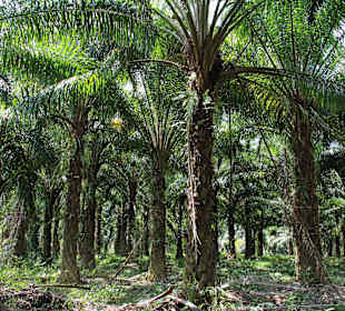 Kanufahrt am Sok River