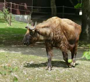 Tierparkbewohner