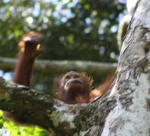 Orang Utan