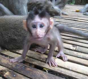 Neugieriges Affenbaby