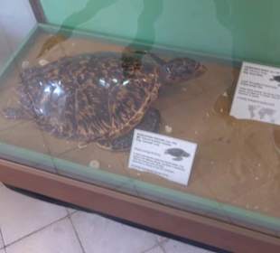 Naturhistorisches Museum