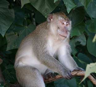 Affe