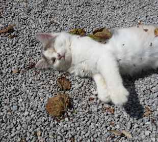 Hausmieze Franziski-Schlössl