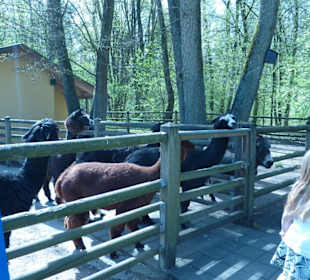 Alpakas