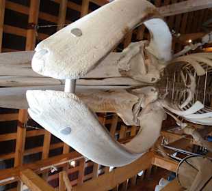 Skelett eines Finnwal