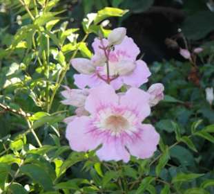 Schöne Blüte im Museumsgarten