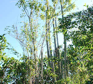 Die Natur erobert sich den Park 