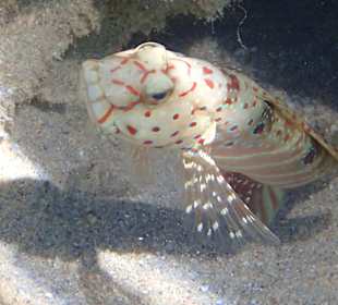 Schnorcheln Marsa Alam