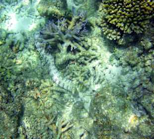 Am Hausriff Athuruga