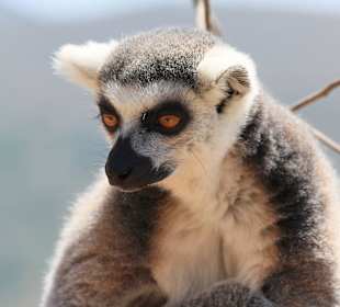 Wybiega dla lemurów - dostępny dla turystów