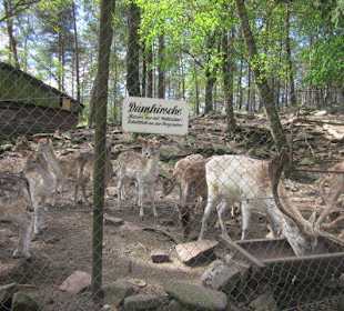 Wildpark bei der Rietburg