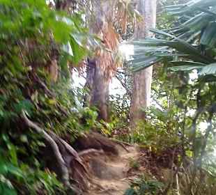 Urwald im Lamru Nationalpark