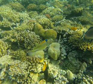 Schnorcheln Makadi Bay